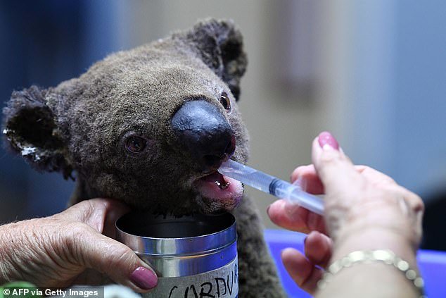 Cháy rừng dữ dội ở Australia, quần thể gấu koala và nhiều loài động vật quý hiếm đối mặt nguy cơ tuyệt chủng