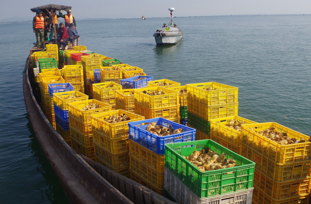 Quảng Ninh: Bắt giữ 50.000 con gà giống nhập lậu từ Trung Quốc