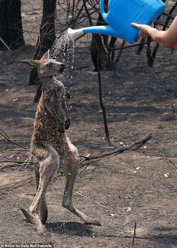 Cháy rừng dữ dội ở Australia, quần thể gấu koala và nhiều loài động vật quý hiếm đối mặt nguy cơ tuyệt chủng