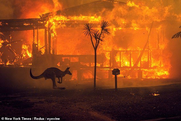 Cháy rừng dữ dội ở Australia, quần thể gấu koala và nhiều loài động vật quý hiếm đối mặt nguy cơ tuyệt chủng