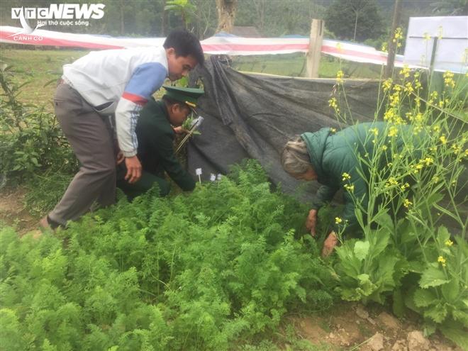 Nóng: Phát hiện một gia đình ở Hà Tĩnh trồng cây thuốc phiện trong vườn