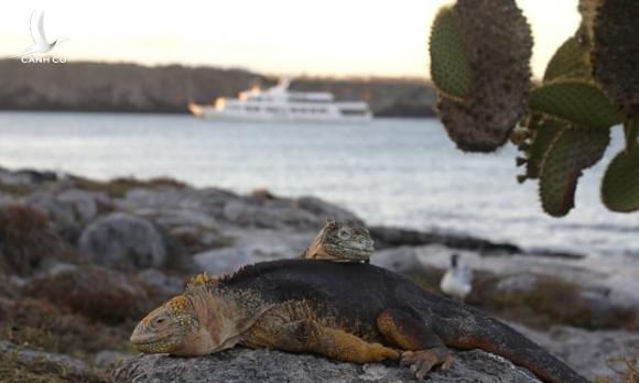 Tàu Trung Quốc vơ vét hàng nghìn tấn cá, mực gần Galapagos