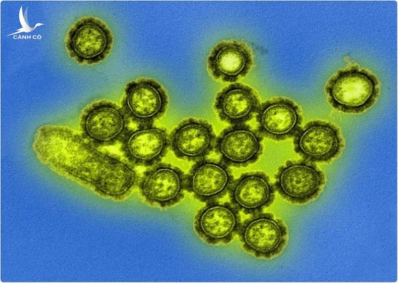 COVID-19 đã giúp diệt được 2 chủng virus cúm quen thuộc?