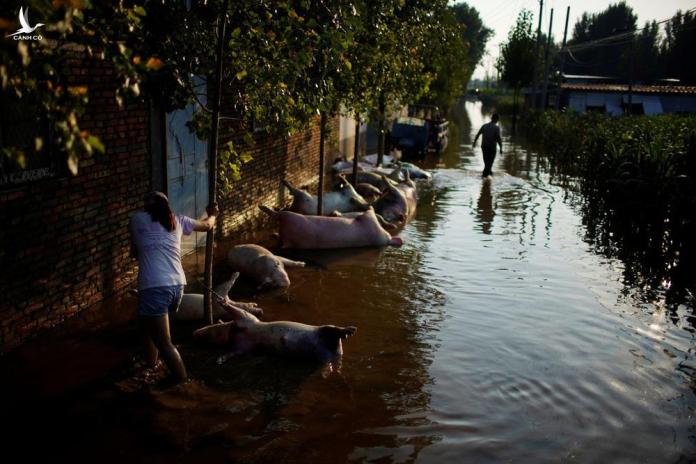 Nước lũ cuồn cuộn, nhấn chìm Thiếu Lâm Tự